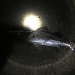 タチウオより・・スズキ好み