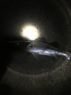 タチウオより・・スズキ好み