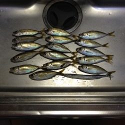 久しぶりのアジング