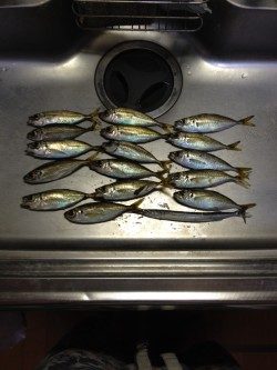 久しぶりのアジング