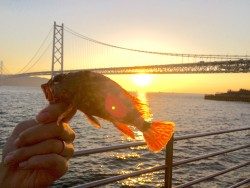 カワハギリベンジ!