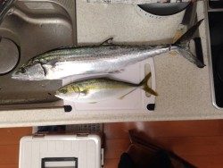 ショアジキング