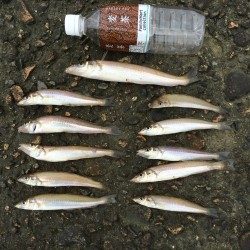 落ちギス探索➕おまけ笑