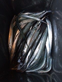 風が強くて、、、