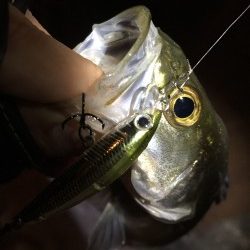 ライトシーバス♪