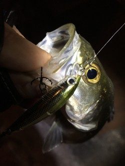 ライトシーバス♪