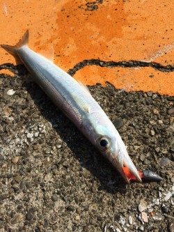 ドリームアップ、DD8で