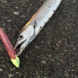 久々の太刀魚とオマケ