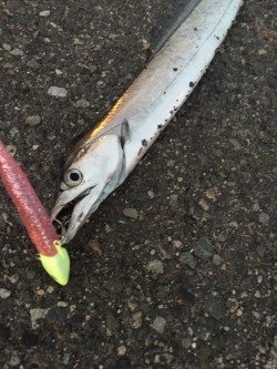 久々の太刀魚とオマケ