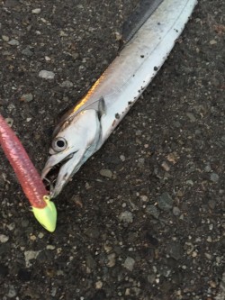 久々の太刀魚とオマケ