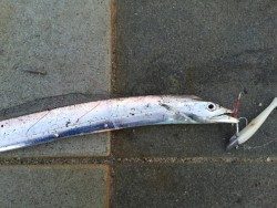 マリーナのタチウオ！