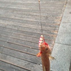 爆風の中でなんとか一匹