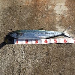 武庫一 ショアジギ&ワインド調査