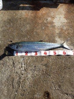 武庫一 ショアジギ&ワインド調査