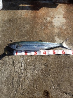 武庫一 ショアジギ&ワインド調査