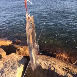 今季初太刀魚釣行