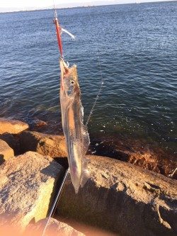 今季初太刀魚釣行