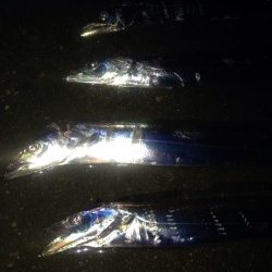 ワインドタチウオ