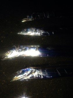 ワインドタチウオ