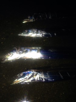 ワインドタチウオ