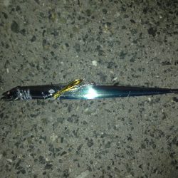 太刀魚絶好調V(^_^)V