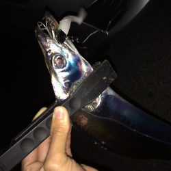 短時間タチウオ釣行