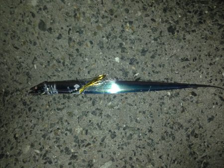 太刀魚絶好調V(^_^)V