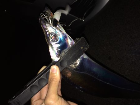 短時間タチウオ釣行