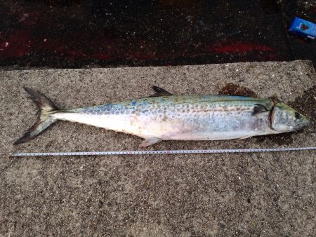 神戸サワラ狩り