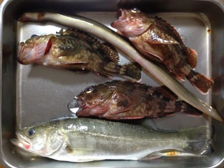 初めての林崎漁港