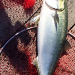 釣り堀はよく釣れる