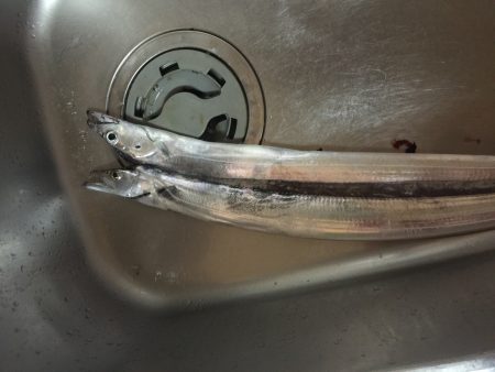 渋すぎ太刀魚