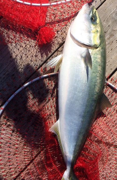 釣り堀はよく釣れる