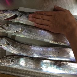 出勤前の短時間釣行で太刀魚