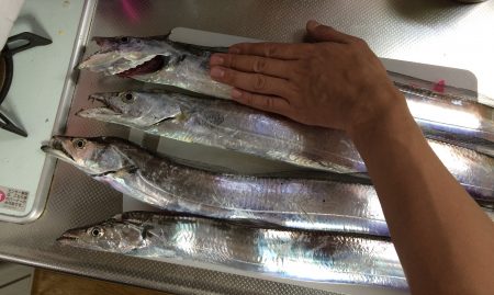 出勤前の短時間釣行で太刀魚