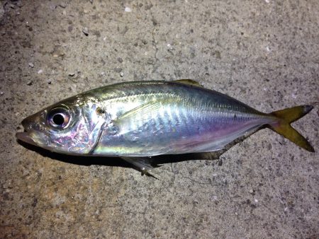 鯵がいました！