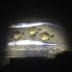 安定のワインド！プラスおまけ。