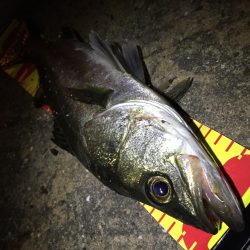 シーバス最盛期！