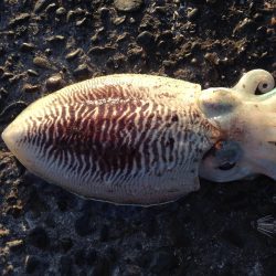 コウイカ釣果