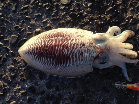 コウイカ釣果