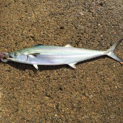 下佐波賀 サゴシ