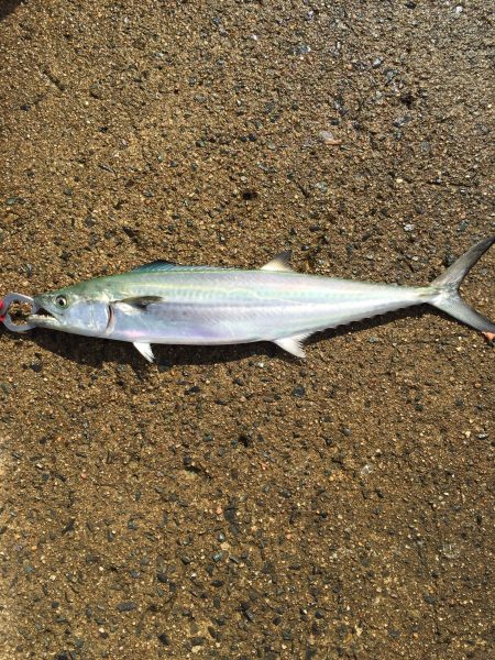 下佐波賀 サゴシ