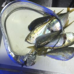 デイアジング・ワインド釣果