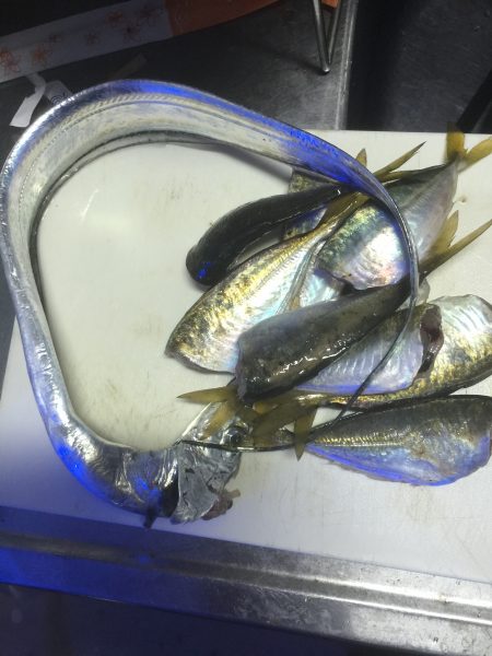 デイアジング・ワインド釣果