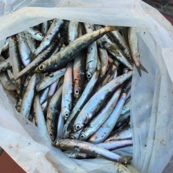 サビキ釣りで爆釣