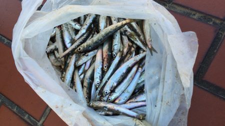 サビキ釣りで爆釣