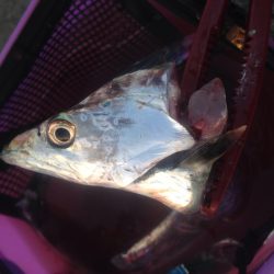 タチウオワインド