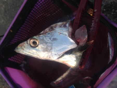 タチウオワインド