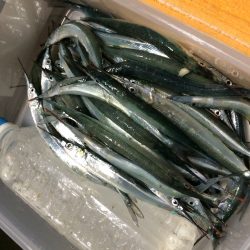 サヨリ入れ食い