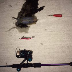 ナイトエギング